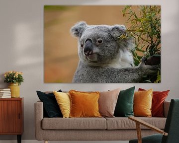 Koala kijkt nieuwsgierig rond sur Bart van Dinten