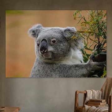 Koala kijkt nieuwsgierig rond