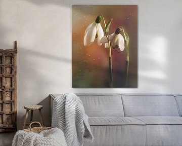 Snowdrops by Saskia Schotanus