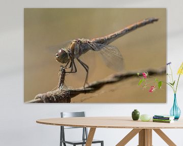 Poserende Libelle van Ronald van Kooten