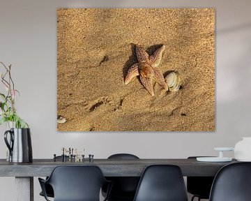 étoile de mer avec coquillage