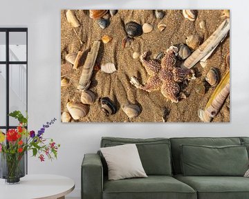 starfish with shells by Saskia S