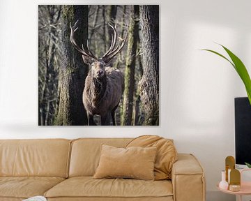 Portrait d'un cerf rouge en hiver dans la forêt sur Imladris Images