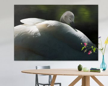 Junger Höckerschwan von Danny Slijfer Natuurfotografie