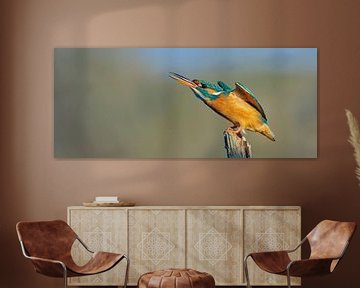 Kingfisher - A bit of a scare, false alarm