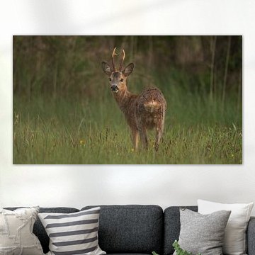 Reebokje, Hertachtige,Weerribben en Wieden