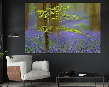 Jeune hêtre dans la forêt de campanules de Hallerbos sur Sjoerd van der Wal Photographie