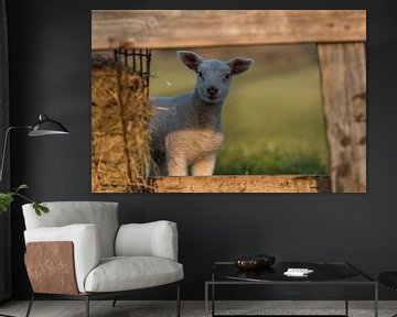 Agneaux et moutons à Texel sur Texel360Fotografie Richard Heerschap