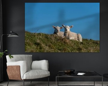 Lammetjes en schapen op Texel van Texel360Fotografie Richard Heerschap