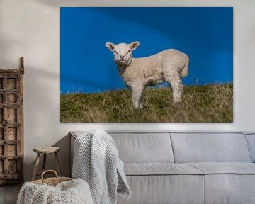 Agneaux et moutons à Texel