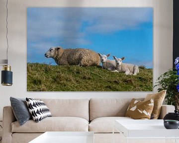Lammetjes en schapen op Texel