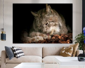 Eurasian lynx under a pine tree by Michar Peppenster