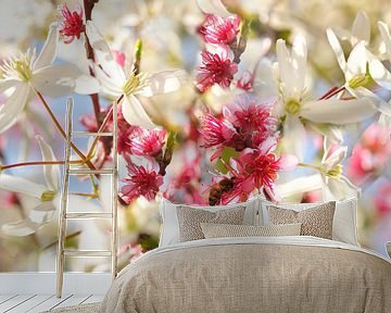 Frühlingsblühender Pfirsichbaum und Clematis von Corinne Welp