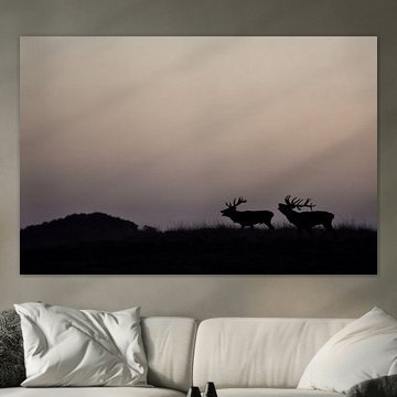 Red deer during the rut