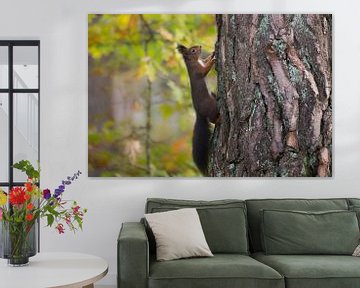 Eichhörnchen auf einer Waldkiefer von Danny Slijfer Natuurfotografie