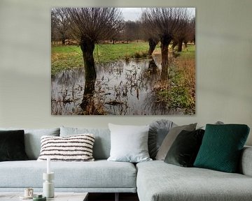 Moerassig landschap met knotwilgen