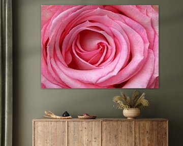 Roze roos van Marco Weening