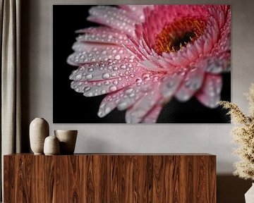 Pink gerbera closeup with water beads by marlika art