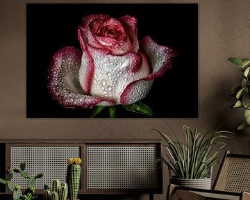 Prachtvolle Rose mit Wasserperlen - Weiß / Rot von marlika art