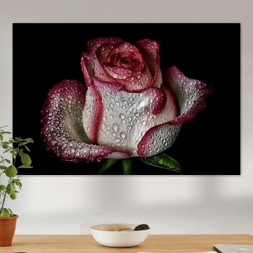 Magnifique rose avec perles d'eau - Blanc / Rouge