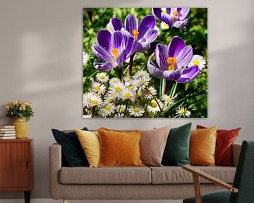 Crocuses with Daisies in Spring by Corinne Welp