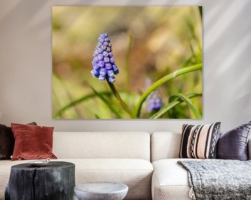 Muscari with a soft background