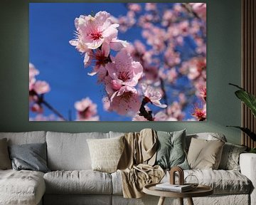 Nahaufnahme von blühenden Mandelblüten, Kirschblüten (Prunus  von Udo Herrmann