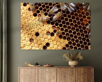 Close up of honeycomb with bees by Udo Herrmann
