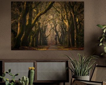 L'ancienne allée forestière dans la forêt des contes de fées sur Moetwil en van Dijk - Fotografie