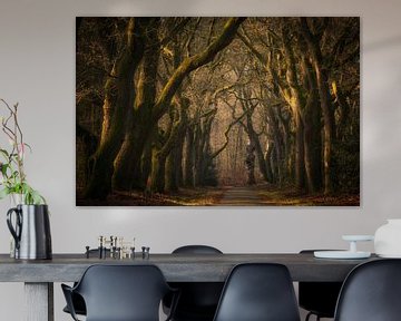 Magic forest by Moetwil en van Dijk - Fotografie