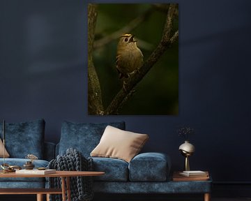 Goudhaan zingend in het bos.