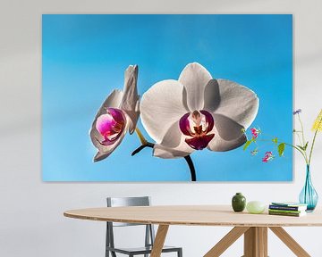Orchids by Stephan Zaun