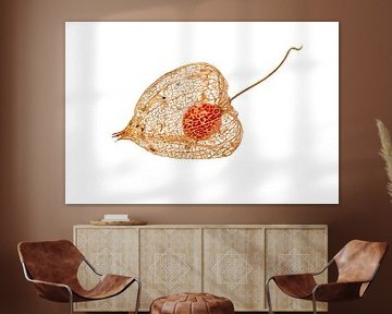 Physalis vrucht van Hans-Jürgen Janda