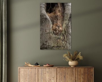 Roestende bosuil in de boom van Moetwil en van Dijk - Fotografie