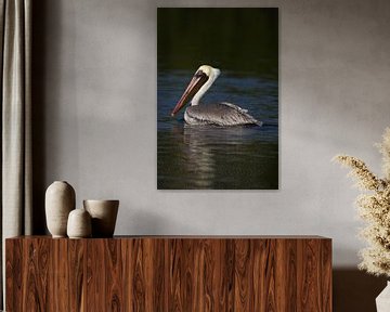 Pelican | Bird | Wildlife | Brown Pelican | Mexico | Nature by Kimberley Helmendag