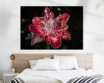 Torch Ginger