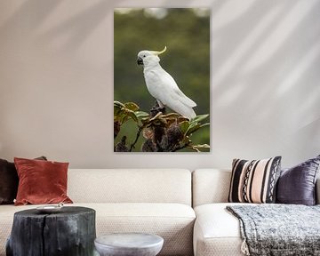 Geelkuifkaketoe (Cacatua galerita) van Dirk Rüter