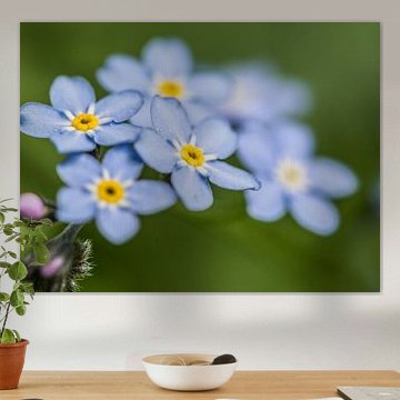 kleine, delicate, paarse bloemen