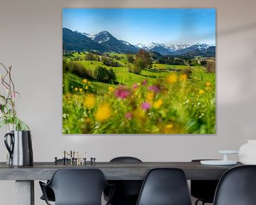 Vue printanière sur la prairie fleurie et les Alpes d'Allgäu sur Leo Schindzielorz