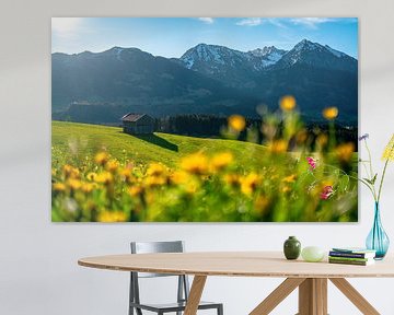 Blumenwiese über den Oberallgäuer Alpen von Leo Schindzielorz