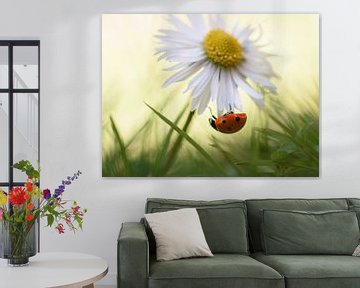 Ladybug hanging under a daisy by Femke Straten