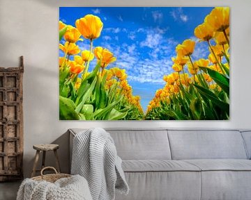 Tulpen groeien in een veld tijdens een mooie lentedag van Sjoerd van der Wal Fotografie