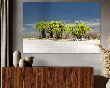 Baines Baobabs von Thomas Retterath