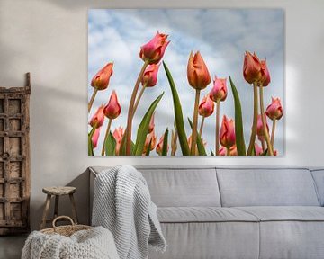 Die Tulpen wachsen sehen von Martin Bergsma