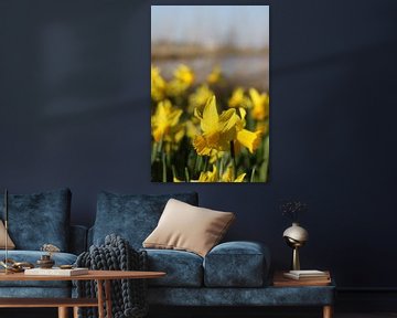 Daffodil by Sila creation