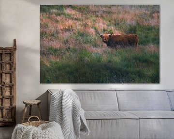 Highlander Highland cow