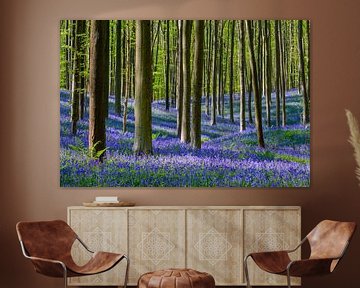 Bluebell forest during springtime by Sjoerd van der Wal