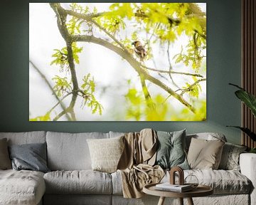 Apfelfink von Danny Slijfer Natuurfotografie