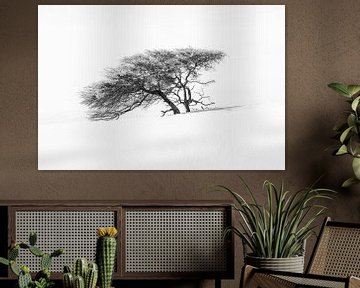 Arbre africain solitaire dans le désert du Sahara en noir et blanc