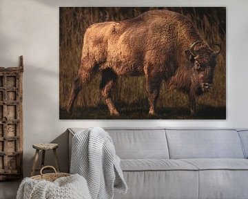 Wisent by Nienke Bot